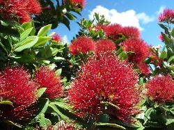 Image: Murray Dawson © Landcare Research / Murray Dawson 